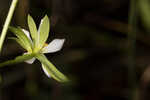 Coastal rose gentian